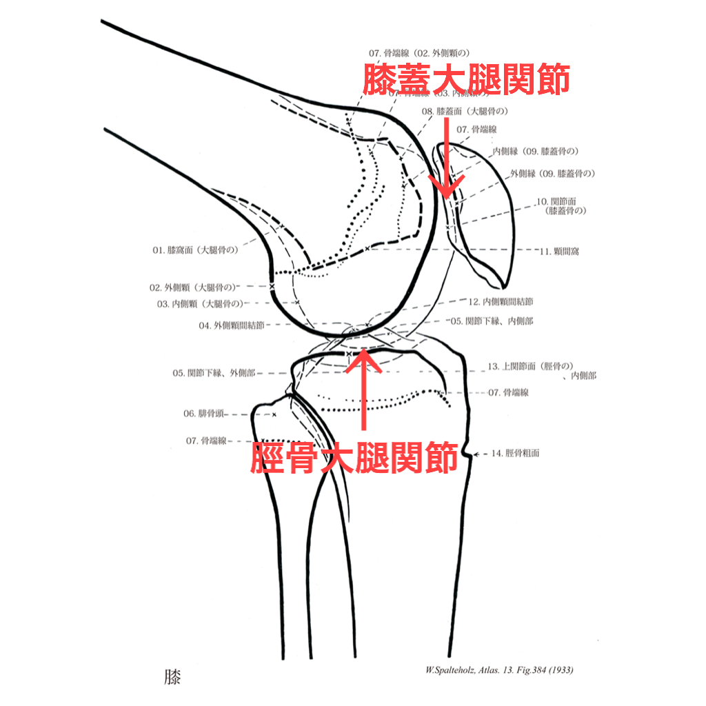 膝関節構成する骨 _ 膝関節の解剖図 – ZYKZ