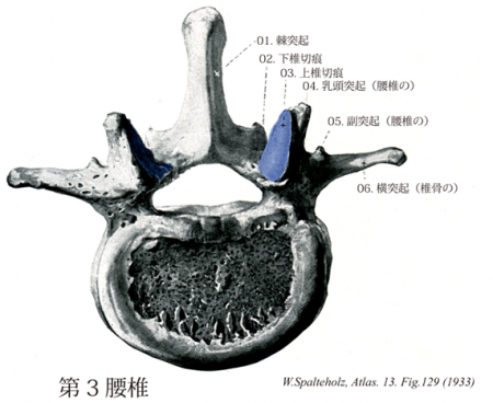 2,腰部と股関節における解剖学とケガのメカニズムについて