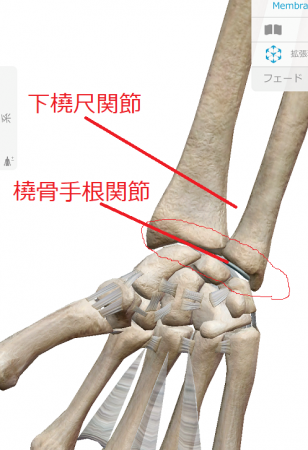 関節 橈骨 手 根